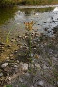 Cyperus glomeratus